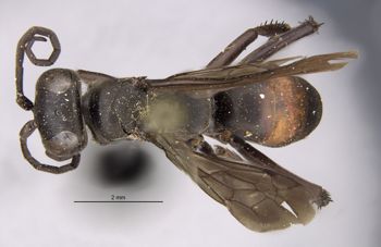Media type: image;   Entomology 13670 Aspect: habitus dorsal view